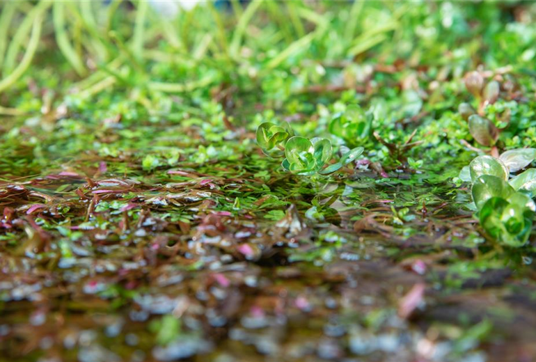 Wasserpflanzen
