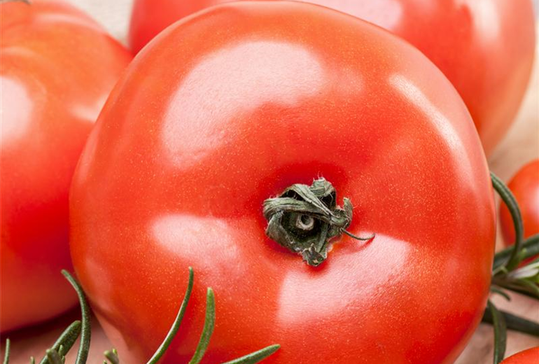 Solanum lycopersicum Solanum lycopersicum