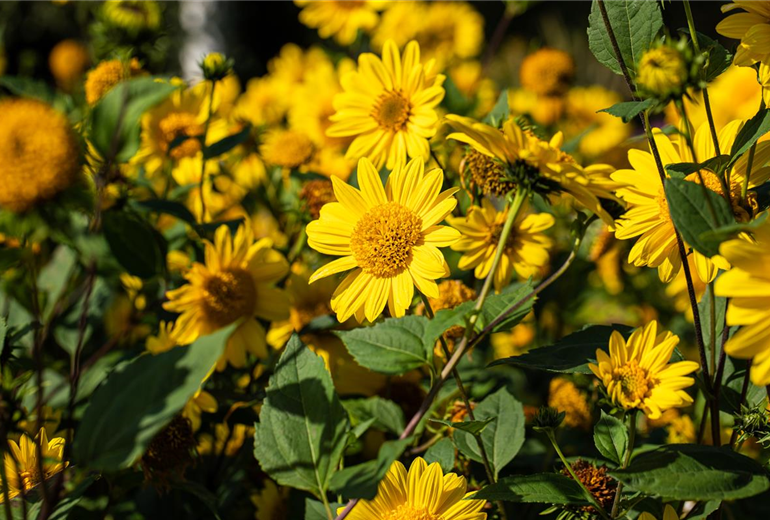 Helianthus decapetalus