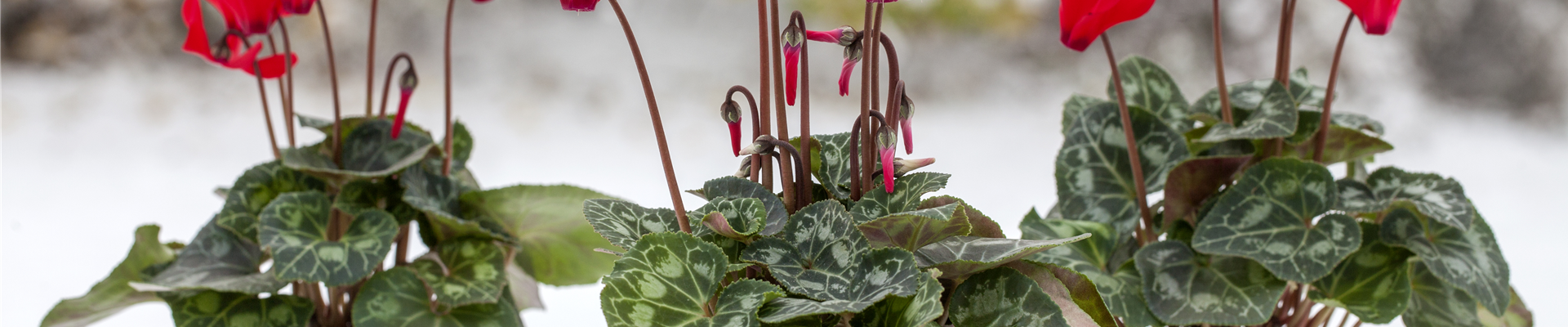 Cyclamen 'Midi Wella'