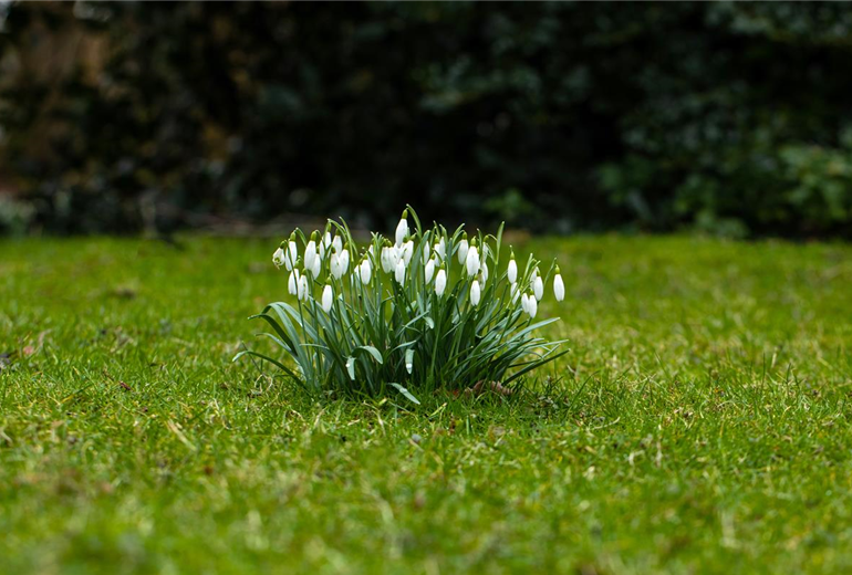 Galanthus nivalis