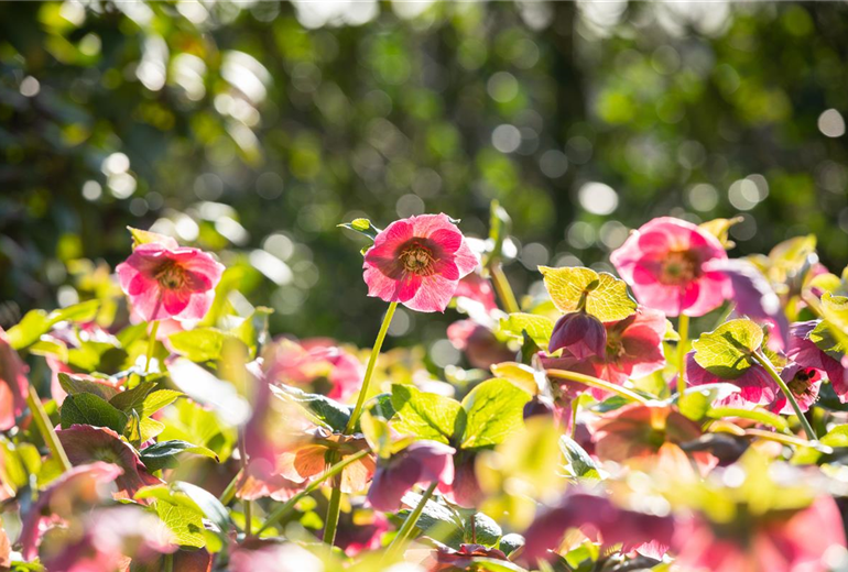 Helleborus Hybride ,Spring Promise Bridget'