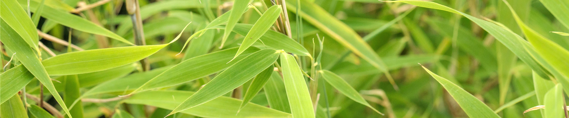 Fargesia murielae 'Bimbo'