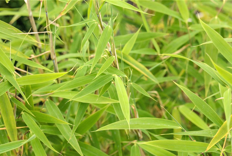 Fargesia murielae 'Bimbo'