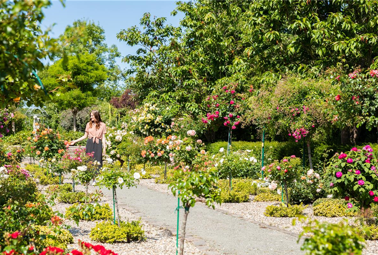 Frau im Rosengarten