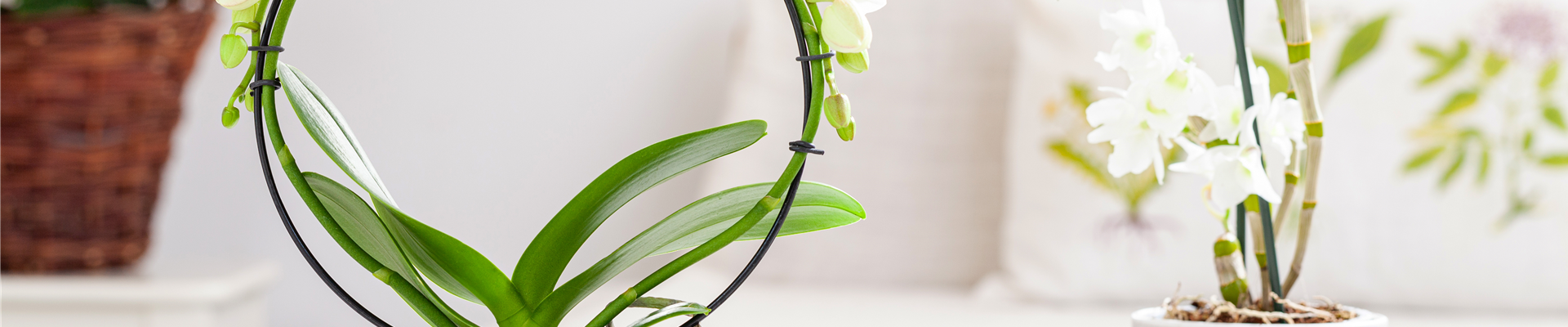 Phalaenopsis 'Mirror Miracle'