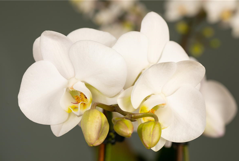 Phalaenopsis, weiß