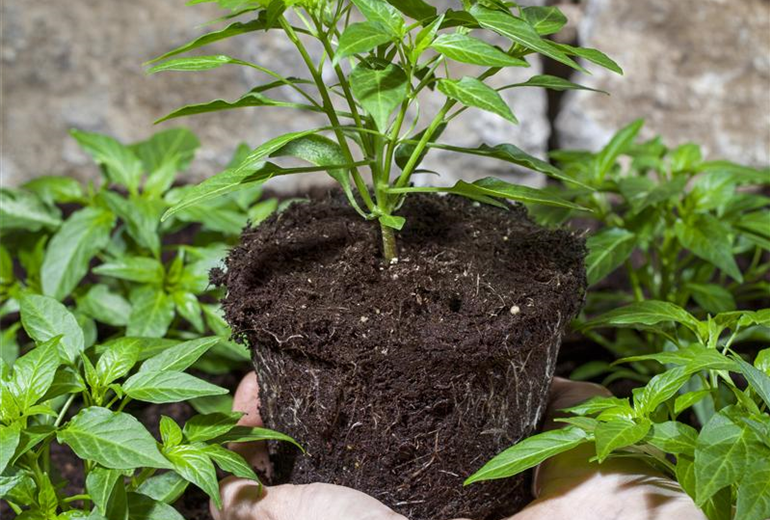 Capsicum annuum Capsicum annuum