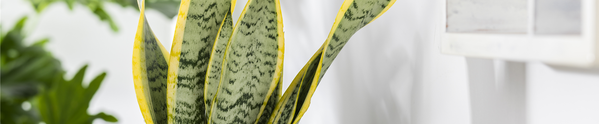 Sansevieria trifasciata Sansevieria trifasciata