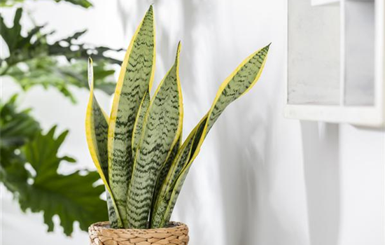 Beliebte Zimmerpflanzen machen aus jeder Wohnung ein Zuhause Beliebte Zimmerpflanzen machen aus jeder Wohnung ein Zuhause