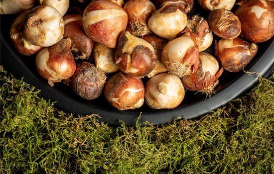 Der grüne Tipp: Wie kluge Gärtner Blumenzwiebeln überwintern Der grüne Tipp: Wie kluge Gärtner Blumenzwiebeln überwintern