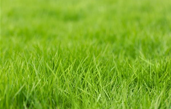 Völlig von der Rolle – Rollrasen im Garten Völlig von der Rolle – Rollrasen im Garten