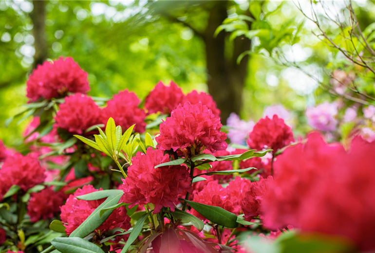 Rhododendron 'Vilem Heckel'