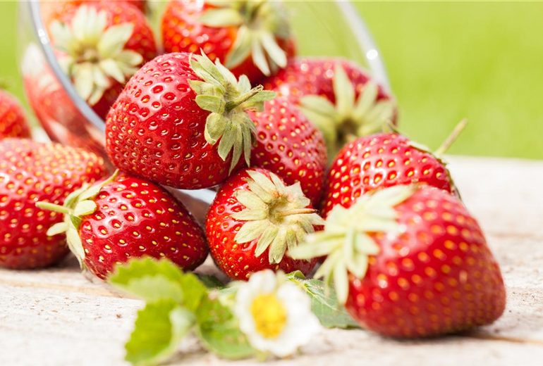 Fragaria x ananassa