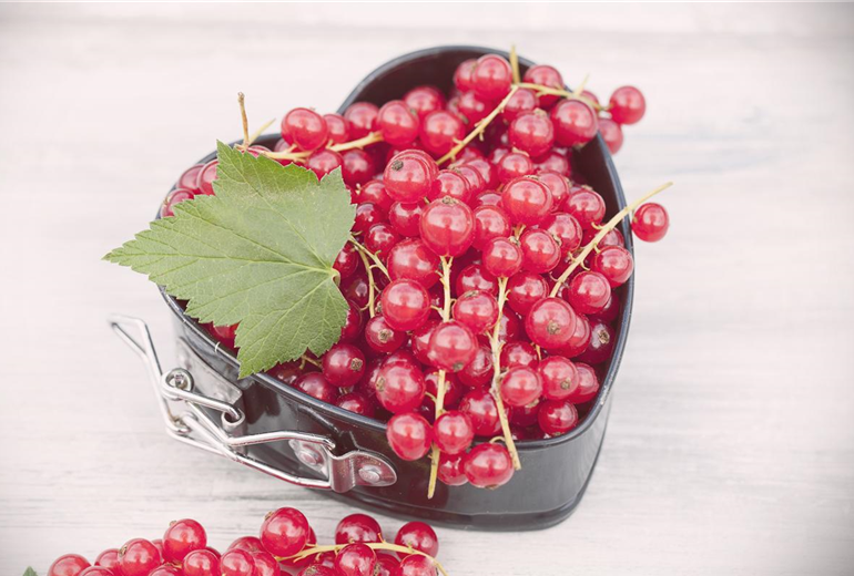 Ribes rubrum
