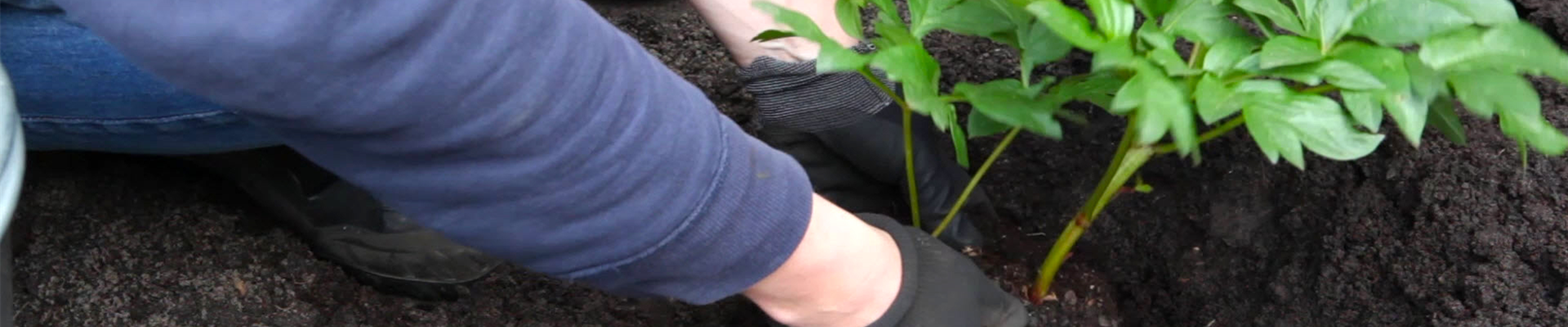 Pfingstrose - Einpflanzen im Garten (thumbnail) Pfingstrose - Einpflanzen im Garten (thumbnail)