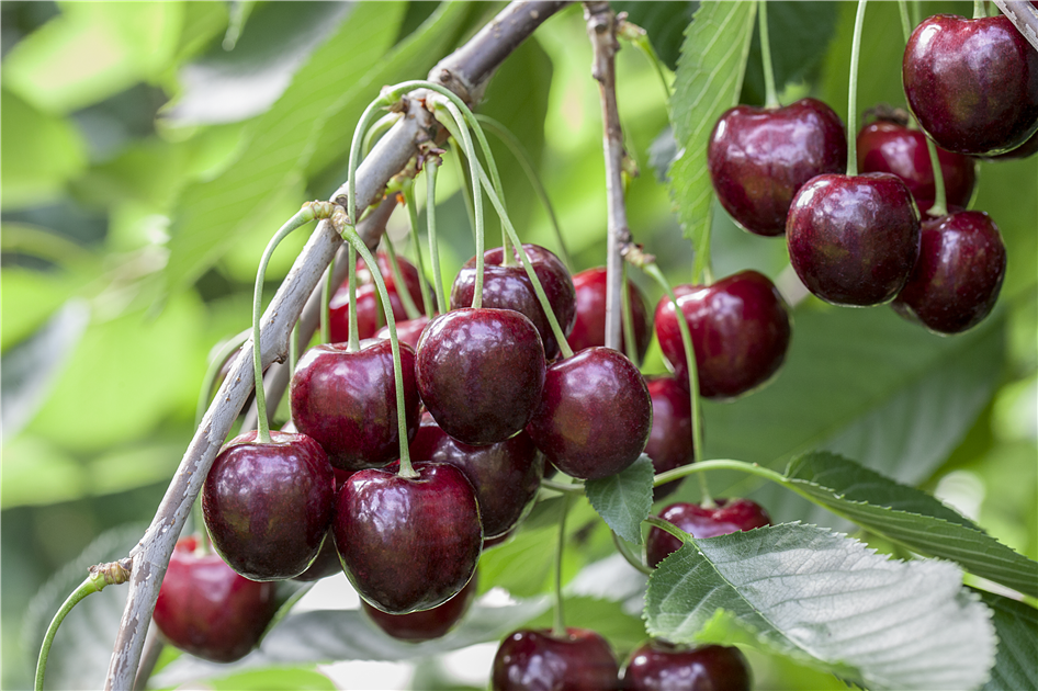 Sulenobst pflanzen  frische Frchte direkt vor der Haustr - Gartencenter  Nordharz