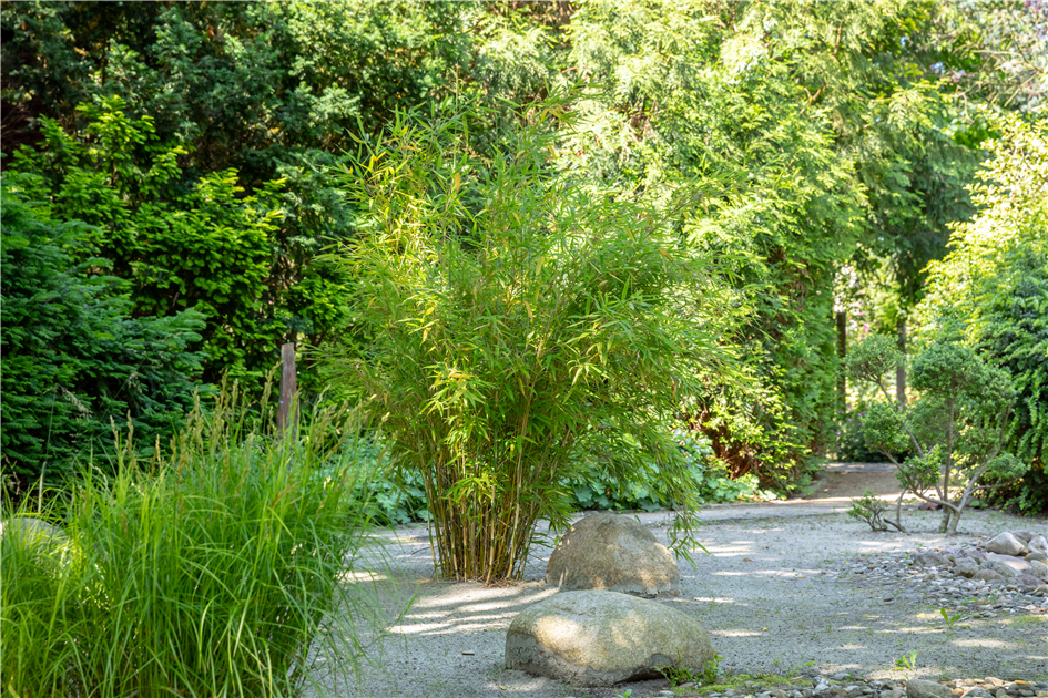 Bambus schneiden ist wie Rasen mhen, nur ein wenig grer - Gartencenter  Nordharz