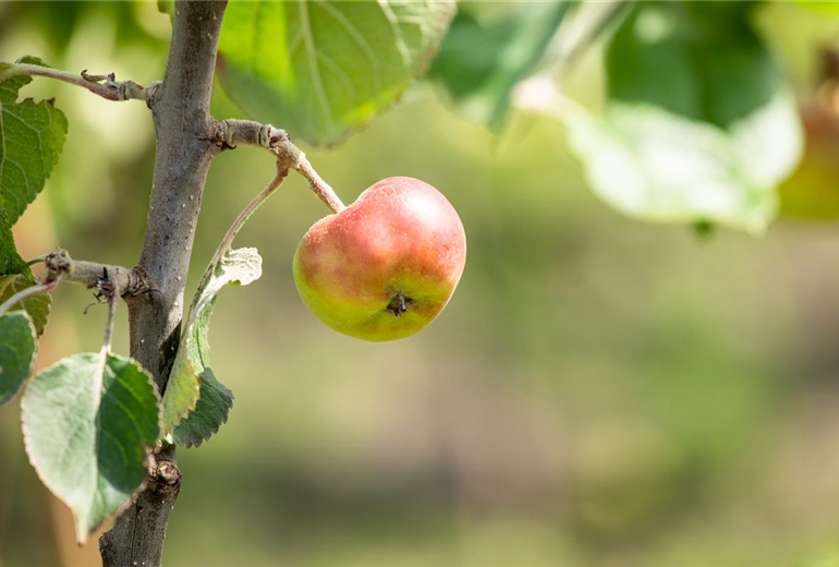 Malus domestica