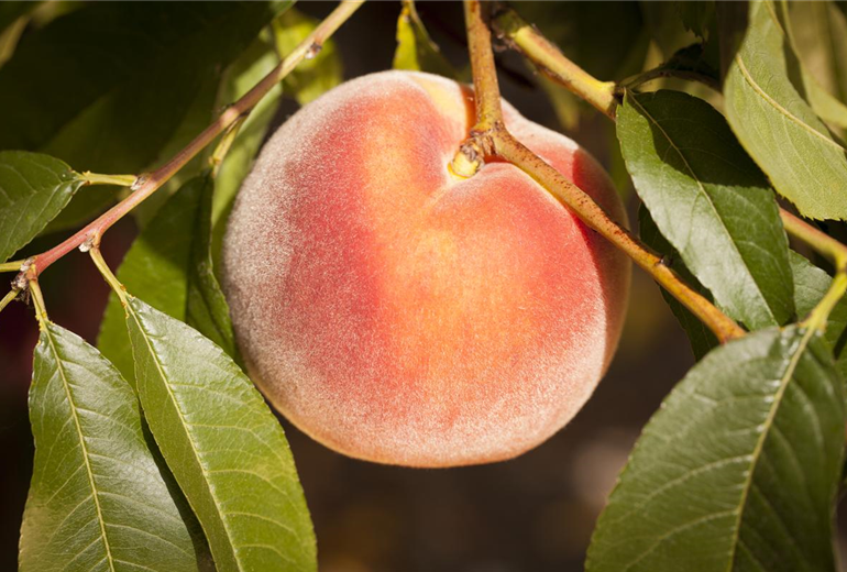 Prunus persica