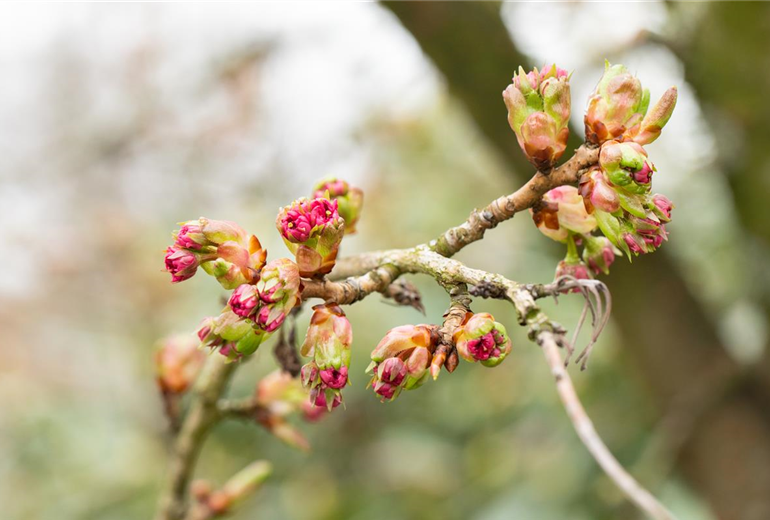 Prunus