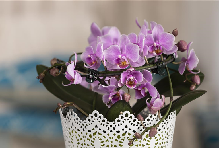Phalaenopsis, Spirale