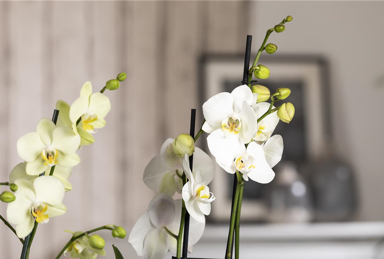 Phalaenopsis, weiß