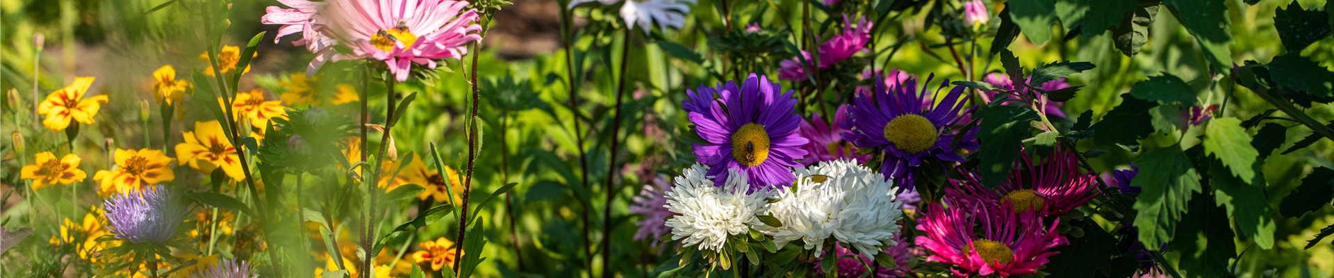 Callistephus chinensis Callistephus chinensis