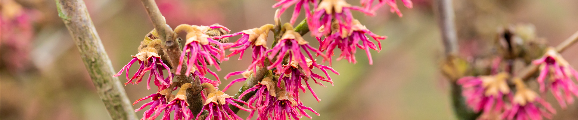 Hamamelis vernalis 'Amethyst'