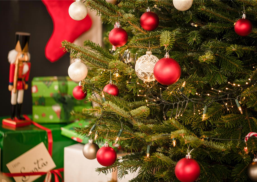 Nordmanntanne als beliebter Weihnachtsbaum