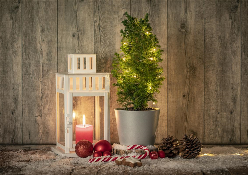 Zwergkonifere mit Weihnachtsgedeck