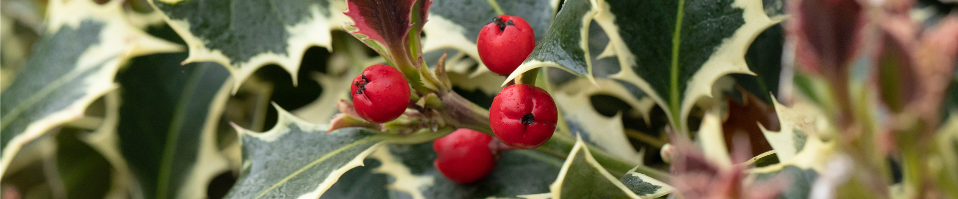 Ilex aquifolium 'Argentea Marginata' Ilex aquifolium 'Argentea Marginata'