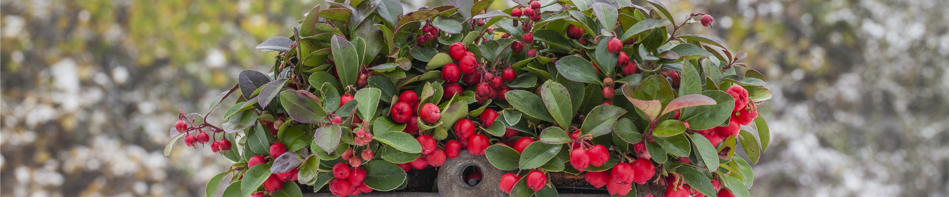 Gaultheria procumbens Gaultheria procumbens