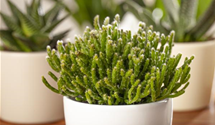 Rhipsalis burchellii