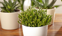 Rhipsalis burchellii