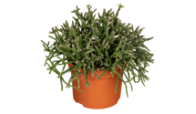 Rhipsalis burchellii