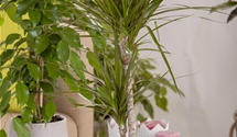 Dracaena marginata