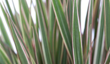 Dracaena marginata