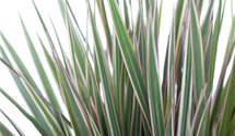 Dracaena marginata