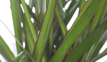 Dracaena marginata
