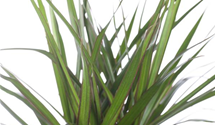 Dracaena marginata