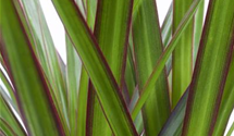 Dracaena marginata