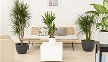 Dracaena marginata