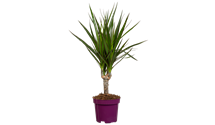Dracaena marginata