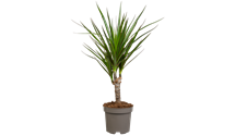 Dracaena marginata