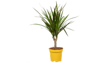 Dracaena marginata