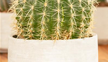 Echinocactus grusonia