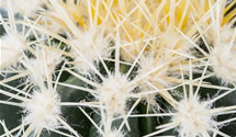 Echinocactus grusonia