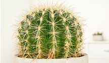 Echinocactus grusonia