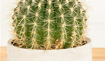 Echinocactus grusonia